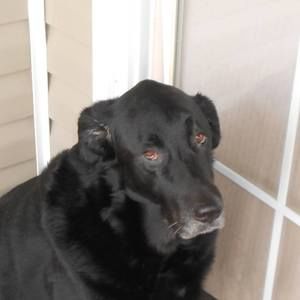 Meet your Posher, Ann